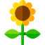 ひまわり