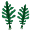 海藻