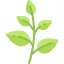 薬草
